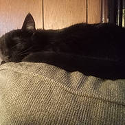 Moon is registered to the contest to win money with this photo: animal, black_cat, cat, chair, closed_eyes, cozy, cushion, ears, fluffy, furry, indoor, nap, pet, portrait, relaxed, resting, sleeping, sleepy, whiskers, wood_paneling