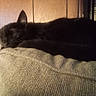animal, black_cat, cat, chair, closed_eyes, cozy, cushion, ears, fluffy, furry, indoor, nap, pet, portrait, relaxed, resting, sleeping, sleepy, whiskers, wood_paneling