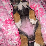 Mary Jane joined the competition — help win amazing prizes! puppy, sleeping, blanket, pink, dog, cute, cozy, fur, paw, tongue, pet, animal, resting, snuggled, young, adorable, indoors, comfort, relaxation, soft