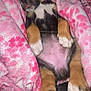 puppy, sleeping, blanket, pink, dog, cute, cozy, fur, paw, tongue, pet, animal, resting, snuggled, young, adorable, indoors, comfort, relaxation, soft