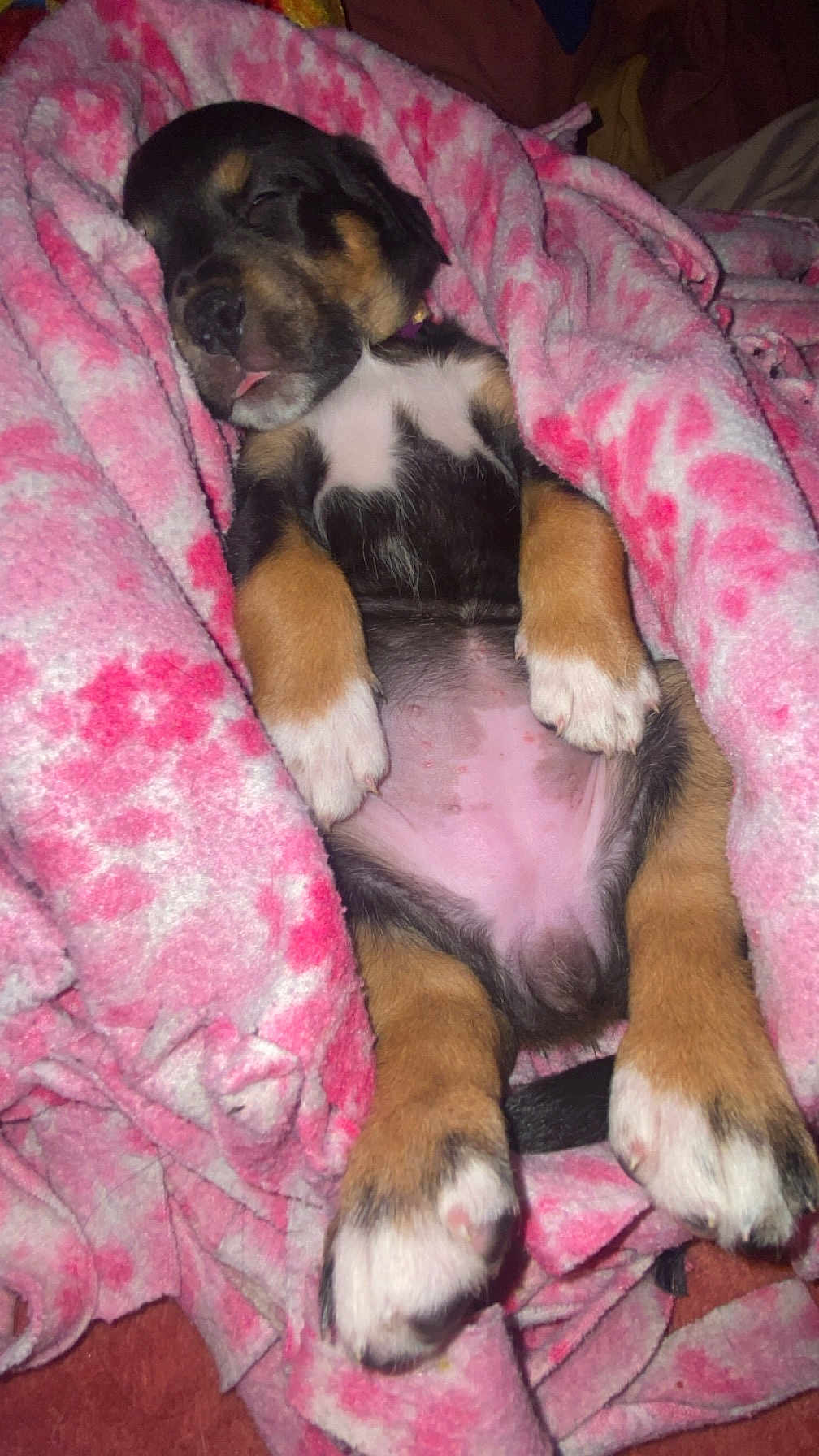 Mary Jane joined the competition — help win amazing prizes! puppy, sleeping, blanket, pink, dog, cute, cozy, fur, paw, tongue, pet, animal, resting, snuggled, young, adorable, indoors, comfort, relaxation, soft