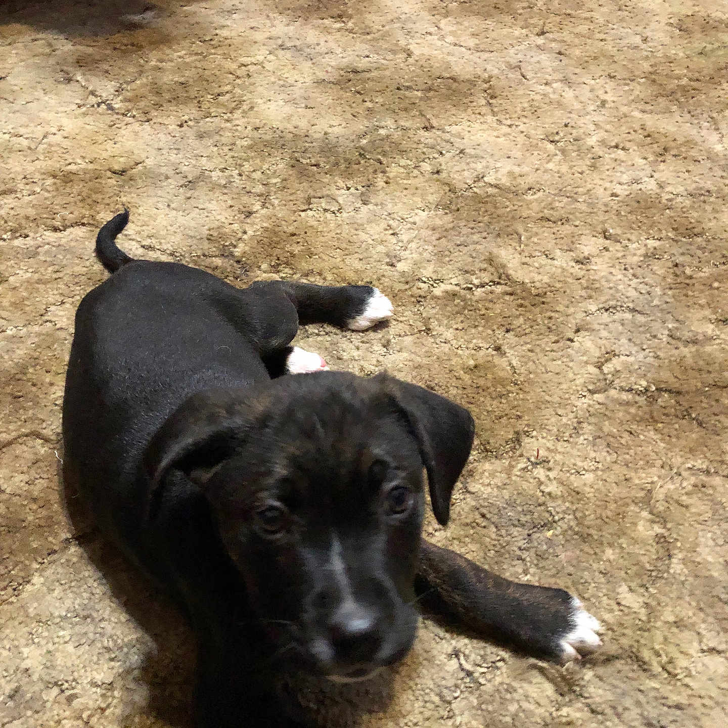 Duke joined the competition — help win amazing prizes! animal, black, canine, carpet, curious, cute, dog, domestic, ears, floor, four_legs, fur, indoor, lying_down, pet, playful, puppy, tail, white_paws, young