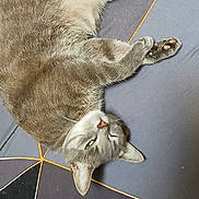 Nathalie Loiry a rejoint le concours — aidez-le/la à gagner de superbes lots ! cat, gray_tabby, pet, feline, indoor, relaxed, sleepy, lying_down, paw, remote_control, floor, patterned_surface, whiskers, ears, fur, animal, domestic_cat, closeup, lazy, resting