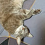 cat, gray_tabby, pet, feline, indoor, relaxed, sleepy, lying_down, paw, remote_control, floor, patterned_surface, whiskers, ears, fur, animal, domestic_cat, closeup, lazy, resting