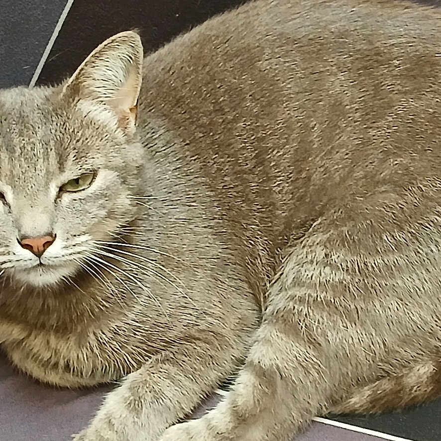 Capucine a rejoint le concours — aidez-le/la à gagner de superbes lots ! animal, cat, close_up, comfortable, cozy, cute, domestic_animal, feline, fur, gray_cat, indoor, looking, lying_down, mammal, pet, relaxed, resting, sleepy, soft_fur, whiskers