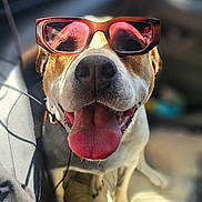 Kimi a rejoint le concours — aidez-le/la à gagner de superbes lots ! accessory, animal, canine, car_interior, casual, close_up, cute, dog, funny, happy, leash, pet, portrait, seat, smiling, summer, sunglasses, sunlight, tongue_out, vehicle