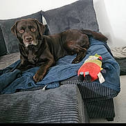 Pump participe au concours pour gagner de l'argent avec cette photo : animal, architecture, building, canine, clothing, couch, cushion, dog, flower, furniture, homedecor, hound, indoors, labradorretriever, livingroom, pet, plant, puppy, room, toy