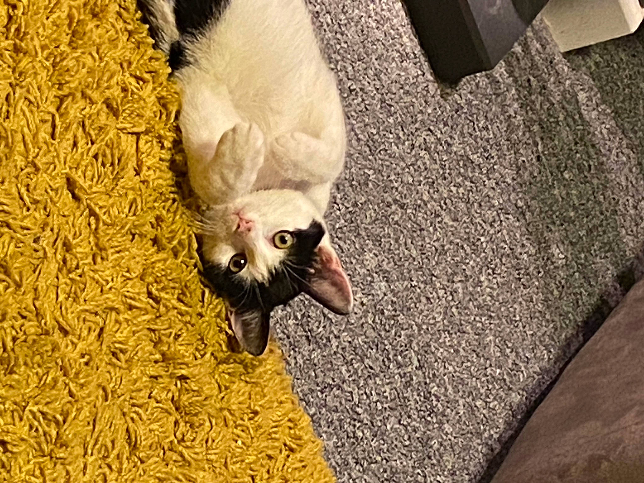 Lara is registered to the contest to win money with this photo: canidae, carnivore, comfort, companion_dog, dog_breed, fawn, feather, felidae, flooring, fur, paw, small_to_medium_sized_cats, snout, sporting_group, tail, terrestrial_animal, whiskers, wing, wood, working_animal