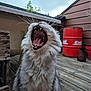 Orion a rejoint le concours — aidez-le/la à gagner de superbes lots ! animal, barrel, cat, close_up, cloudy, daylight, feline, fluffy, fur, mouth_open, nature, outdoor, pet, plant, sky, teeth, tongue, whiskers, wooden_deck, yawning