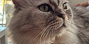 Orion participe au concours pour gagner de l'argent avec cette photo : animal, calm, cat, closeup, cute, domestic_cat, feline, fluffy, fur, gray, household, indoor, mammal, pet, portrait, relaxed, resting, side_view, soft, whiskers