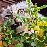 Orion a rejoint le concours — aidez-le/la à gagner de superbes lots ! animal, cat, chewing, close_up, curious, domestic, eye, feline, fur, greenery, houseplant, indoor, leaf, mouth, nature, pet, plant, sharp_teeth, teeth, whiskers
