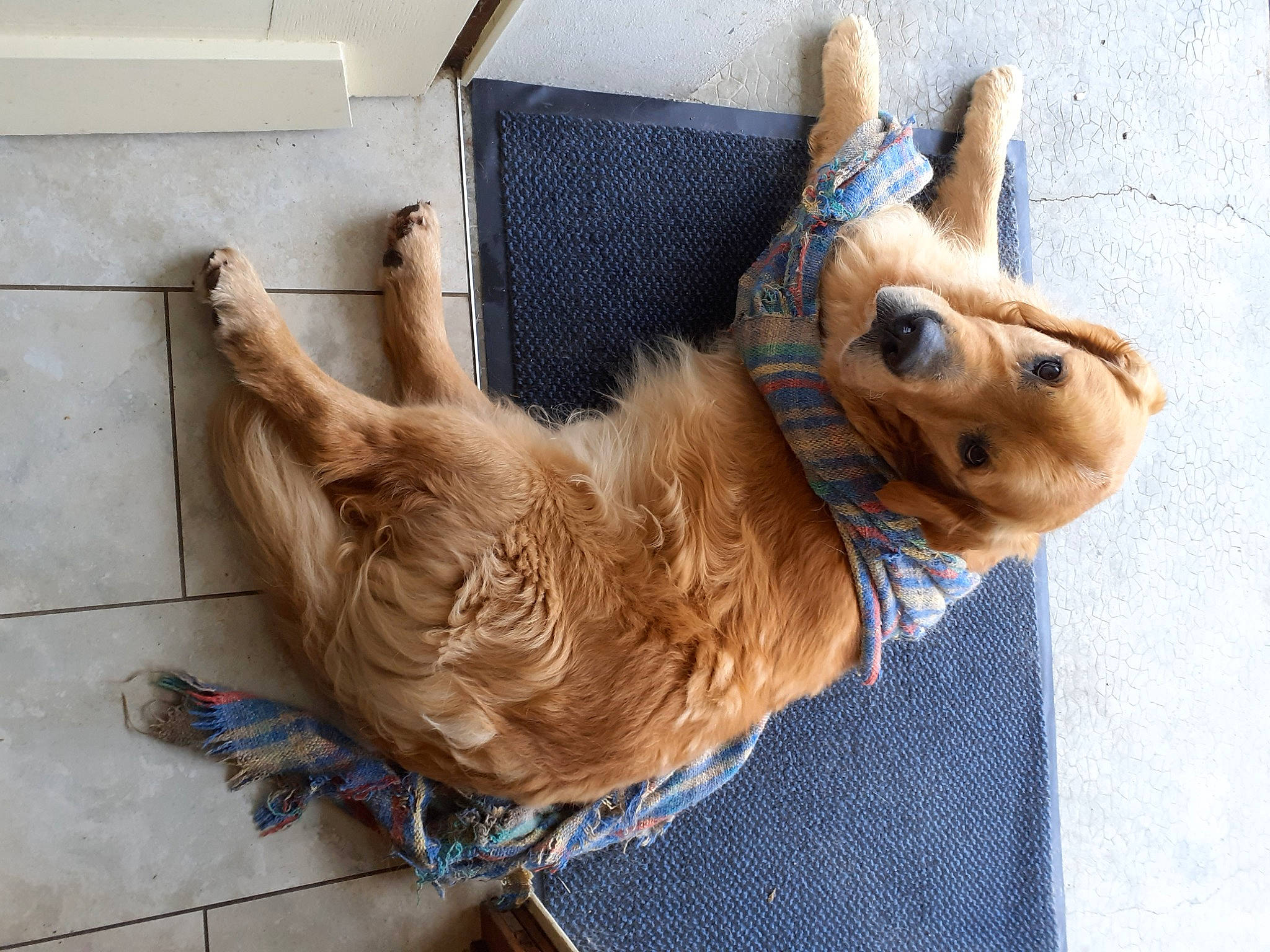 Max a rejoint le concours — aidez-le/la à gagner de superbes lots ! art, canidae, collar, companion_dog, dog_breed, dog_collar, fashion_accessory, fawn, feather, felidae, fur, liver, pet_supply, rope_rhythmic_gymnastics, snout, sporting_group, tail, wood, wool, working_animal