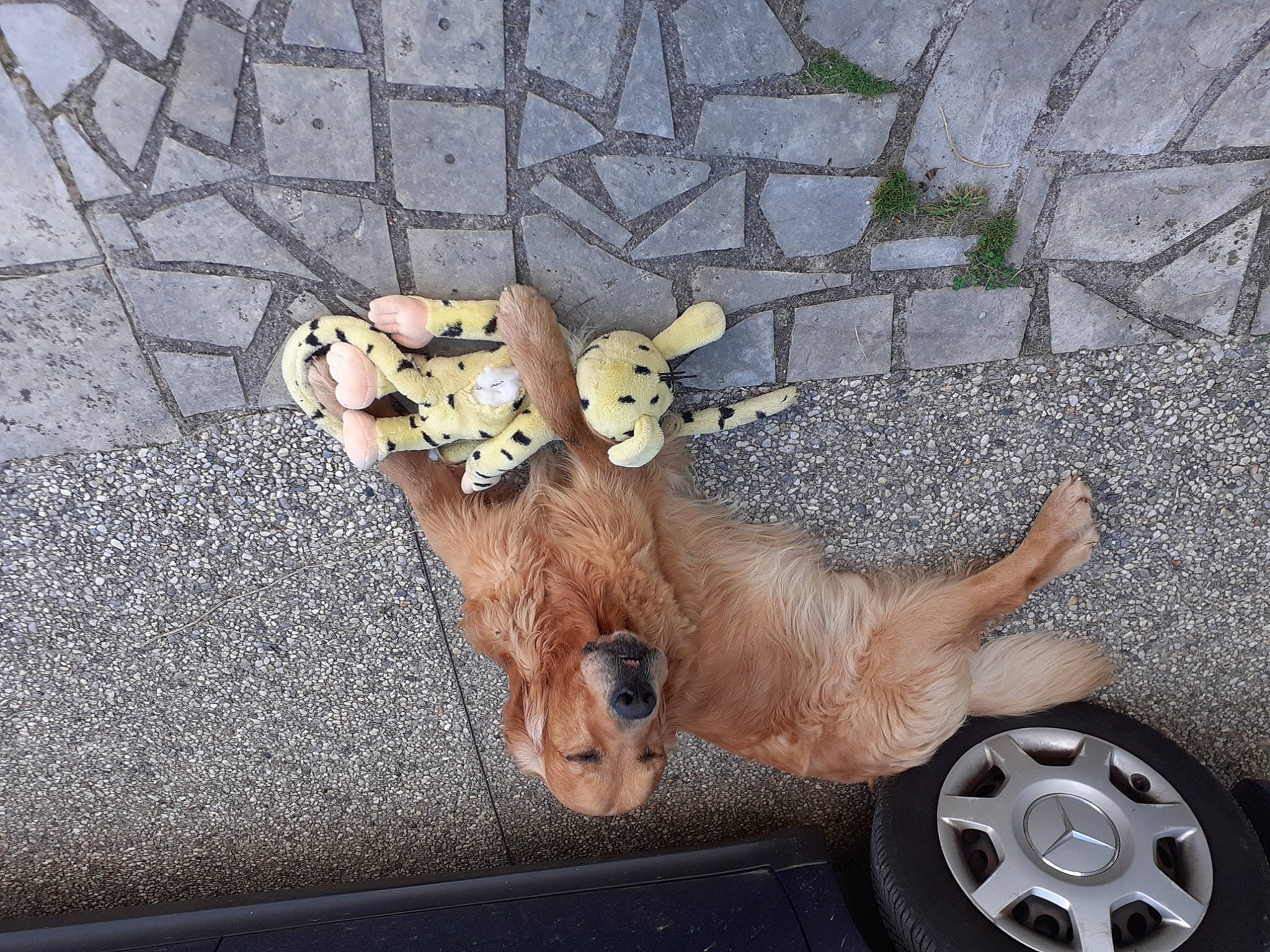 Max a rejoint le concours — aidez-le/la à gagner de superbes lots ! asphalt, automotive_tire, fawn, felidae, flowerpot, hood, houseplant, metal, plant, road_surface, small_to_medium_sized_cats, stuffed_toy, tail, tire, toy, twig, vehicle, vehicle_door, wheel, wood