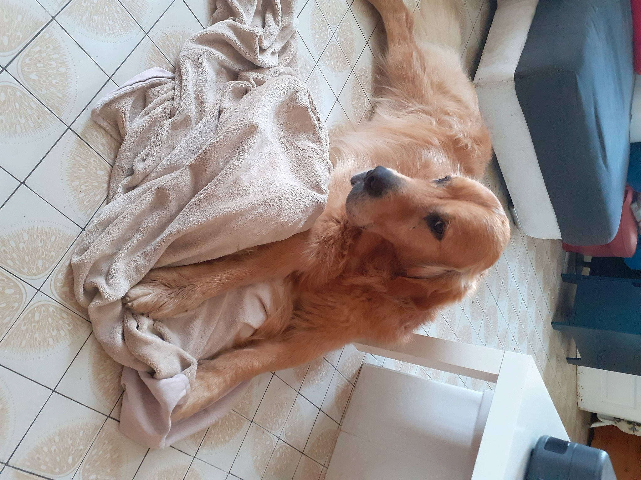 Max participe au concours pour gagner de l'argent avec cette photo : canidae, carnivore, comfort, companion_dog, dog, dog_breed, fawn, felidae, fur, linens, nap, puppy, small_to_medium_sized_cats, snout, sporting_group, toy, toy_dog, whiskers, wood, working_animal