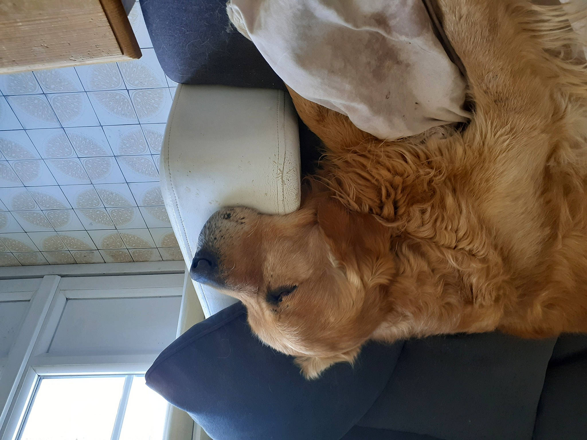 Max a rejoint le concours — aidez-le/la à gagner de superbes lots ! art, artifact, carnivore, companion_dog, dog_breed, fawn, felidae, fur, liver, mammal, sculpture, small_to_medium_sized_cats, snout, sporting_group, statue, vertebrate, whiskers, window, wood, working_animal