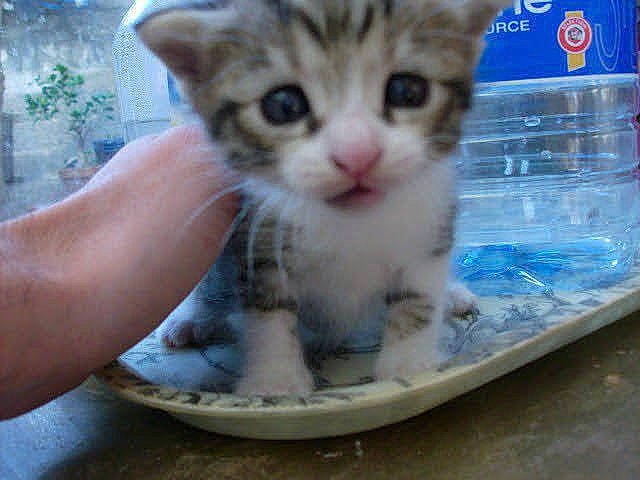 Poupette participe au concours pour gagner de l'argent avec cette photo : animal_feed, carnivore, cat, cat_food, cat_supply, claw, domestic_short_haired_cat, drinking_water, fawn, felidae, fur, paw, pet_food, pet_supply, photo_caption, plant, small_animal_food, small_to_medium_sized_cats, snout, whiskers