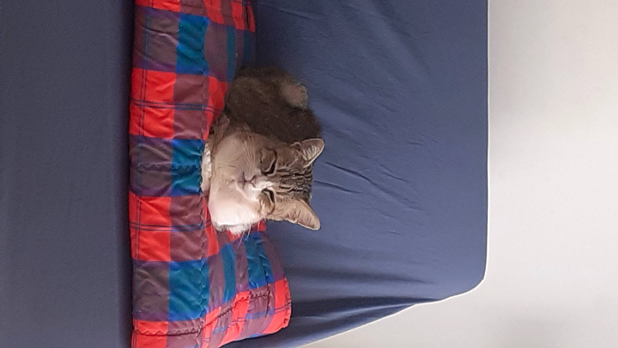 Poupette a rejoint le concours — aidez-le/la à gagner de superbes lots ! carnivore, cat, comfort, domestic_short_haired_cat, electric_blue, felidae, flag, flag_of_the_united_states, fur, illustration, linens, plant, sleeve, small_to_medium_sized_cats, t_shirt, tail, tree, visual_arts, whiskers, window