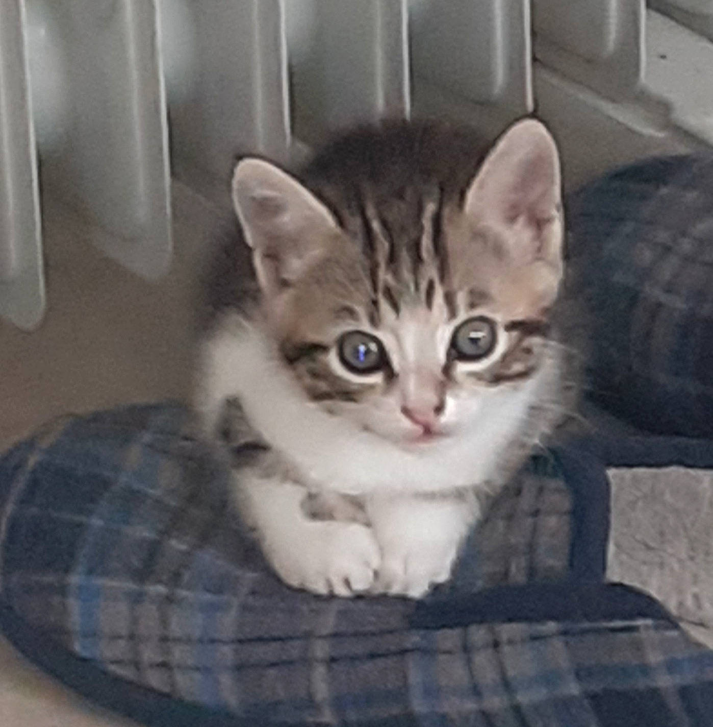 Minette participe au concours pour gagner de l'argent avec cette photo : carnivore, cat, cat_supply, comfort, domestic_short_haired_cat, door, felidae, fur, metal, pattern, paw, pet_supply, plaid, sitting, small_to_medium_sized_cats, snout, tail, tartan, vehicle, whiskers