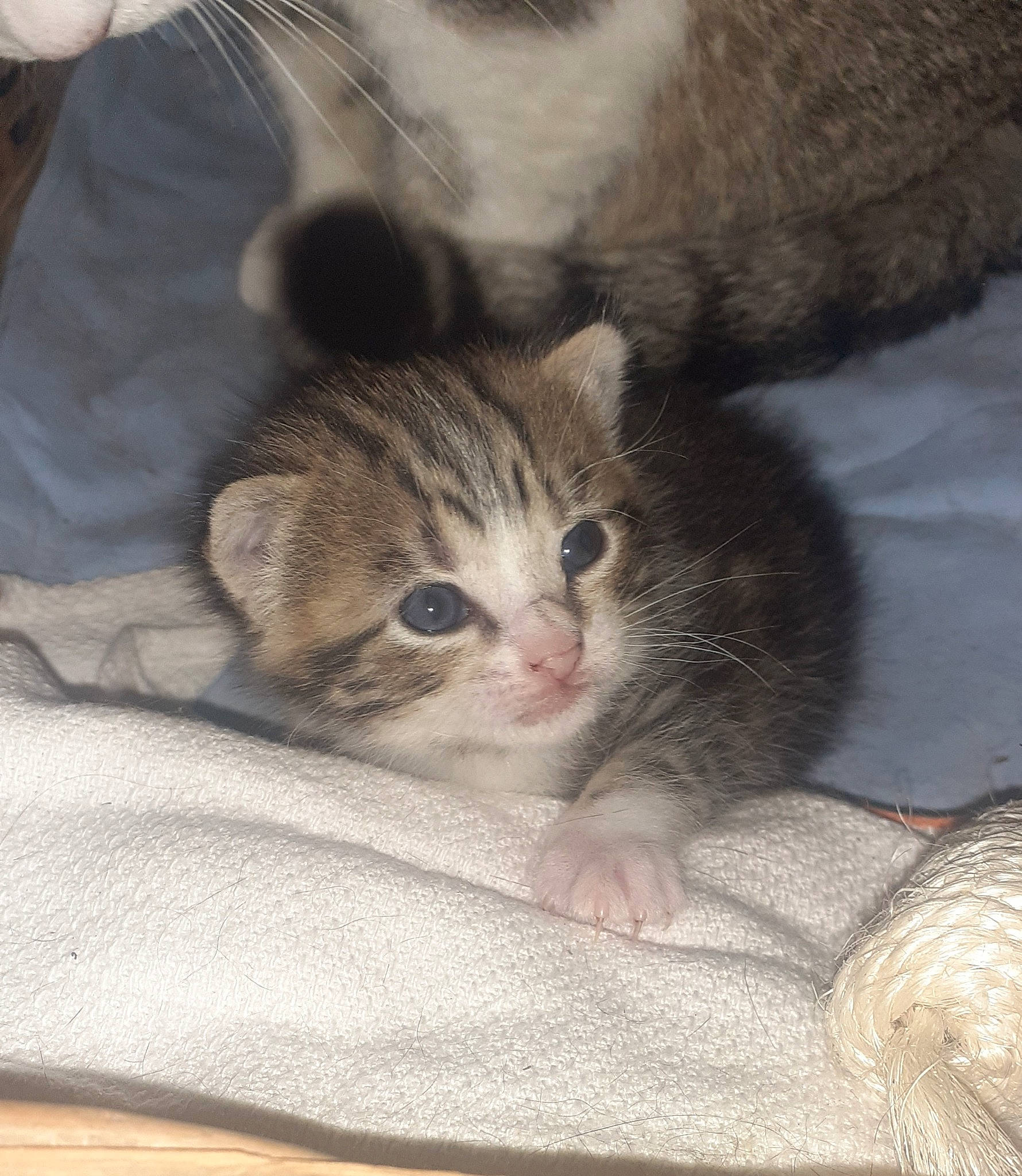 Minette a rejoint le concours — aidez-le/la à gagner de superbes lots ! carnivore, cat, claw, comfort, domestic_short_haired_cat, fawn, felidae, fur, linens, paw, small_to_medium_sized_cats, snout, tail, whiskers