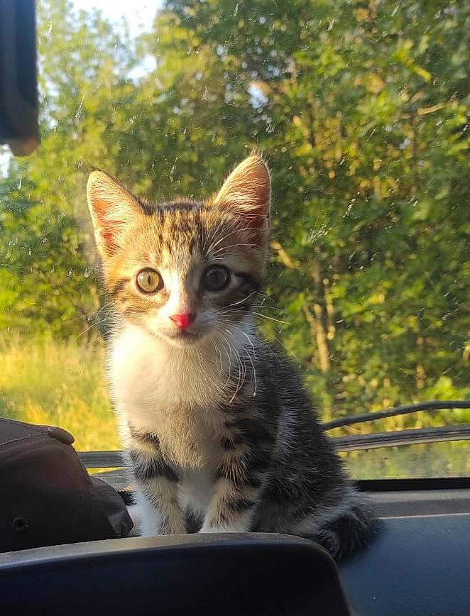 Minette participe au concours pour gagner de l'argent avec cette photo : carnivore, cat, domestic_short_haired_cat, felidae, fur, grass, paw, plant, road_surface, sitting, sky, small_to_medium_sized_cats, snout, tail, tree, whiskers, wildlife, window, windshield