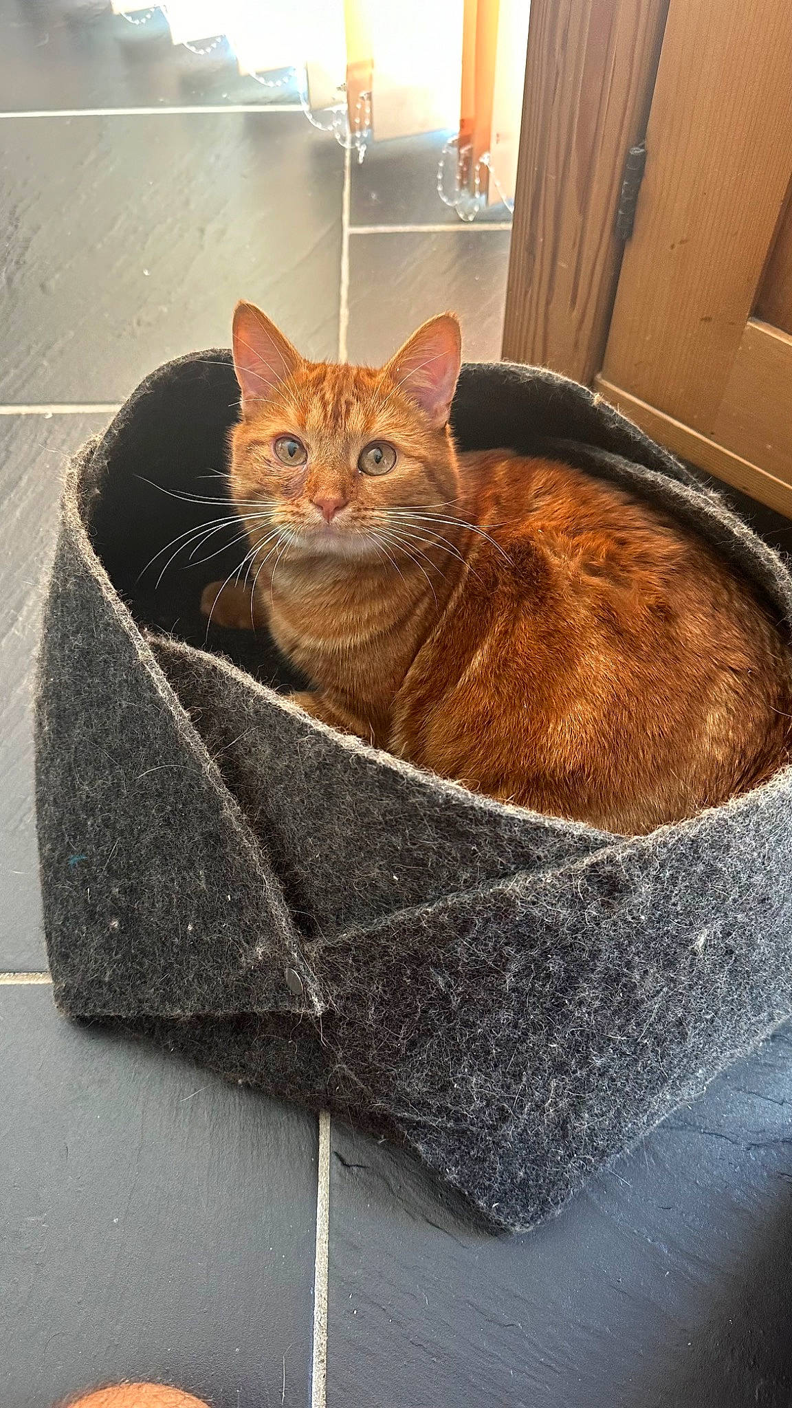 Simba participe au concours pour gagner de l'argent avec cette photo : bag, carnivore, cat, cat_supply, collar, comfort, domestic_short_haired_cat, fashion_accessory, fawn, felidae, flooring, fur, pet_supply, sitting, small_to_medium_sized_cats, snout, tail, tire, whiskers, wood