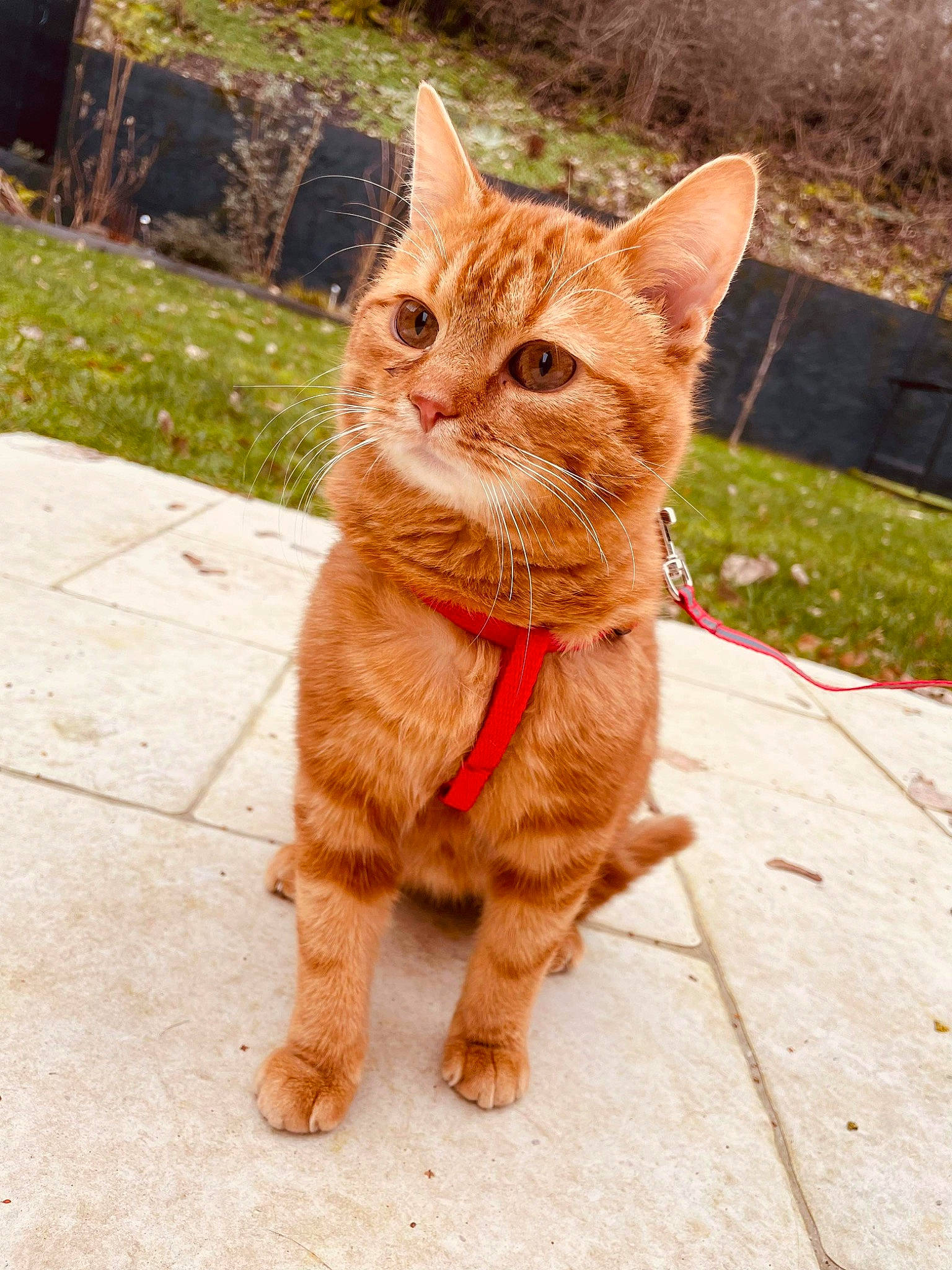 Simba a rejoint le concours — aidez-le/la à gagner de superbes lots ! carnivore, cat, claw, domestic_short_haired_cat, eye, fawn, felidae, fur, grass, hair, head, paw, plant, road_surface, small_to_medium_sized_cats, snout, tail, terrestrial_animal, whiskers, wildlife