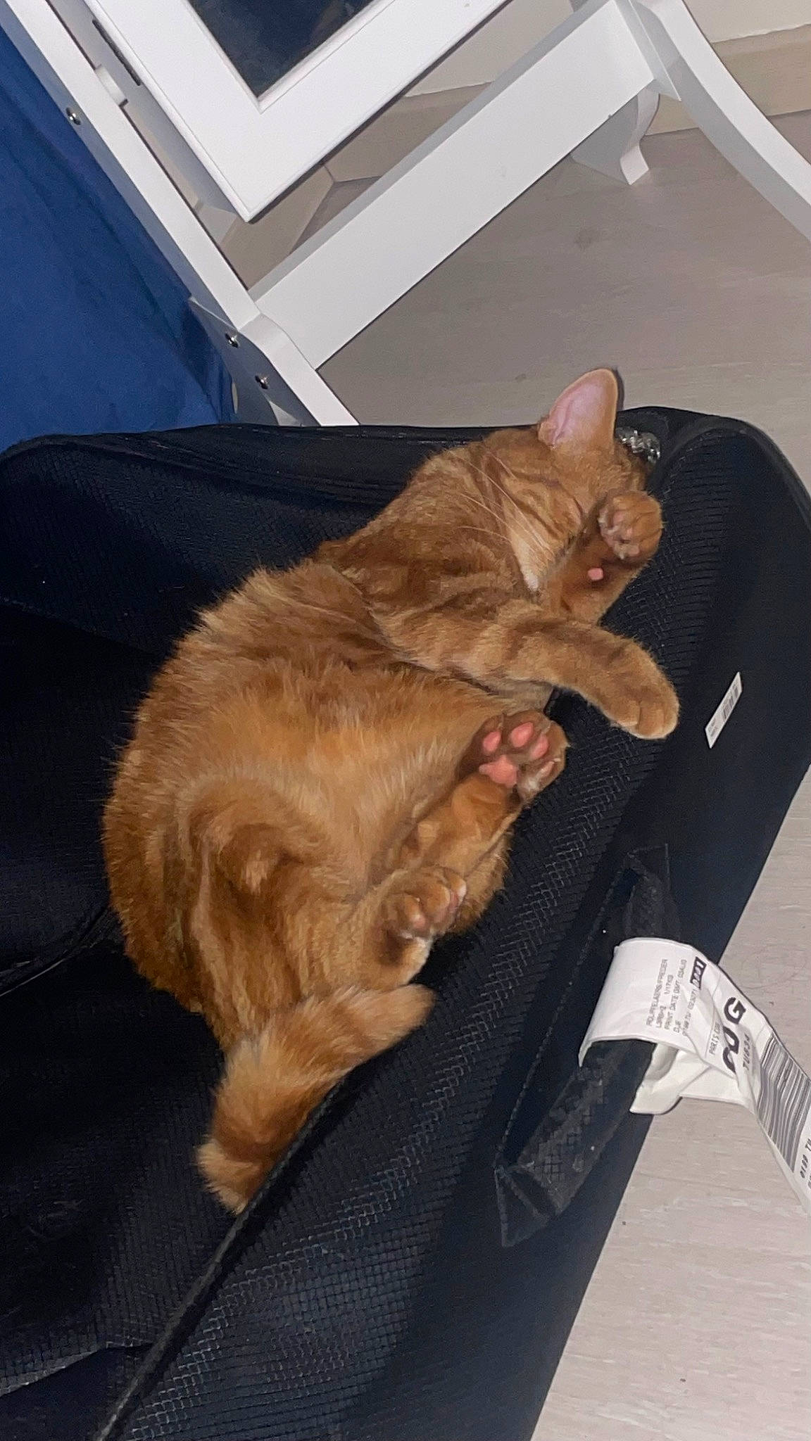 Simba participe au concours pour gagner de l'argent avec cette photo : canidae, carnivore, cat, claw, comfort, companion_dog, domestic_short_haired_cat, fawn, felidae, fur, human_leg, lap, nap, paw, sitting, small_to_medium_sized_cats, sporting_group, tail, whiskers, wood