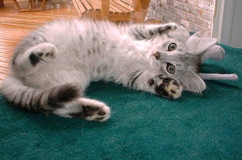 Pippin is registered to the contest to win money with this photo: british_longhair, carnivore, cat, claw, comfort, companion_dog, fawn, felidae, foot, fur, paw, persian, ragdoll, small_to_medium_sized_cats, snout, tail, terrestrial_animal, whiskers