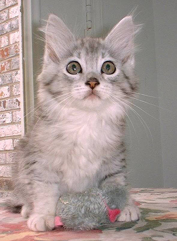 Pippin joined the competition — help win amazing prizes! brick, brickwork, carnivore, cat, domestic_short_haired_cat, fawn, felidae, fur, paw, photo_caption, small_to_medium_sized_cats, snout, tail, whiskers, window