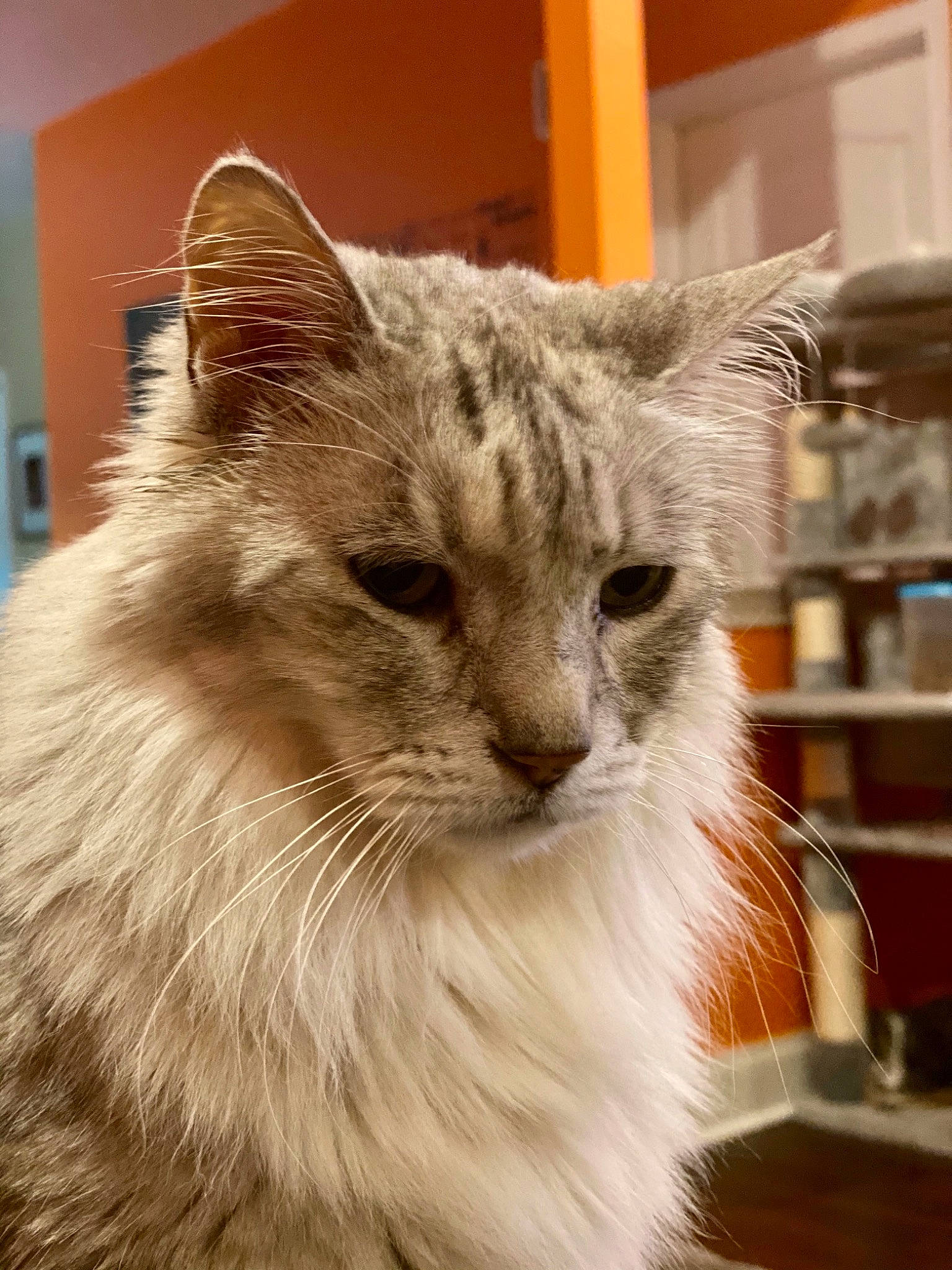 Pippin joined the competition — help win amazing prizes! carnivore, cat, domestic_short_haired_cat, fang, felidae, fur, plant, small_to_medium_sized_cats, snout, terrestrial_animal, whiskers, window