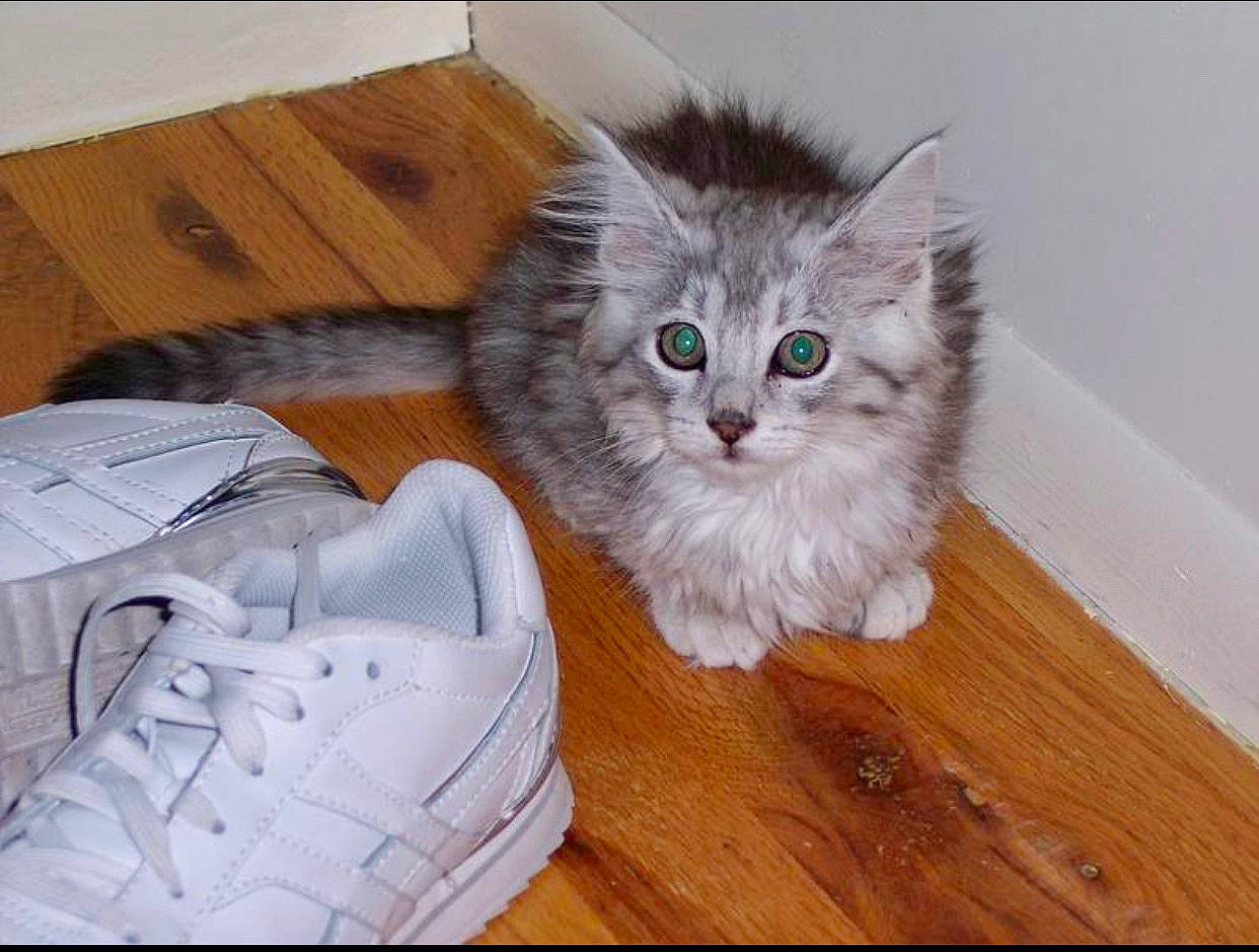 Pippin joined the competition — help win amazing prizes! carnivore, cat, comfort, domestic_short_haired_cat, fawn, felidae, flooring, fur, grey, hardwood, laminate_flooring, outdoor_shoe, paw, small_to_medium_sized_cats, snout, tail, walking_shoe, whiskers, wood, wood_stain