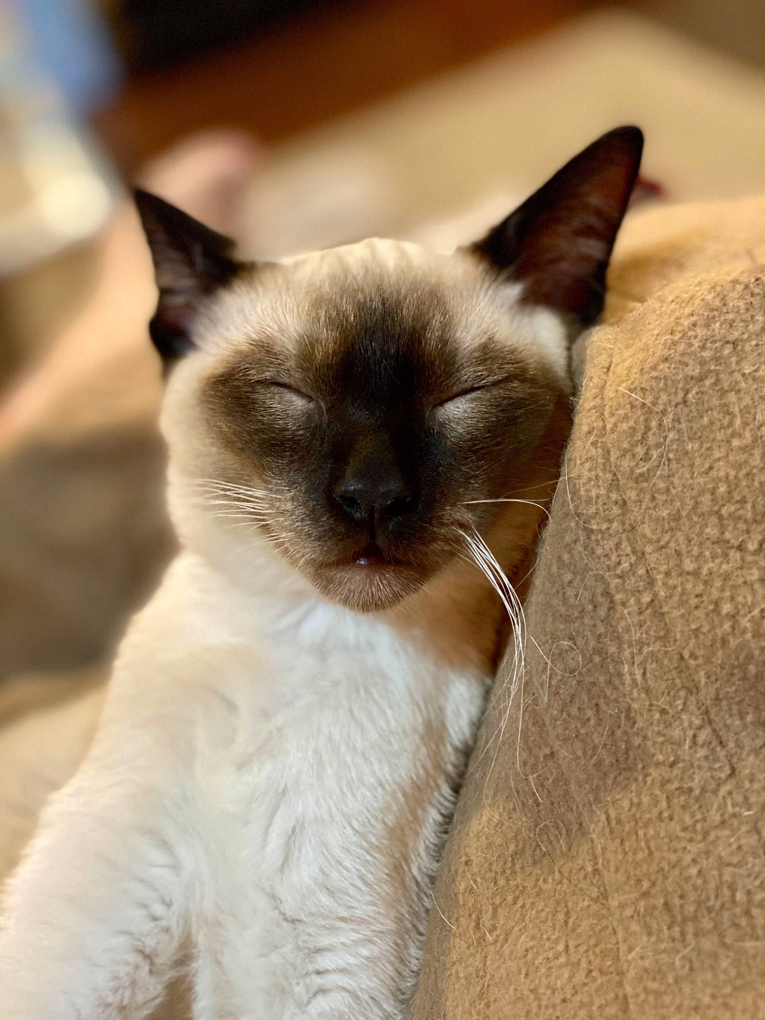 Skye joined the competition — help win amazing prizes! birman, carnivore, cat, fawn, felidae, fur, iris, siamese, small_to_medium_sized_cats, snout, terrestrial_animal, whiskers