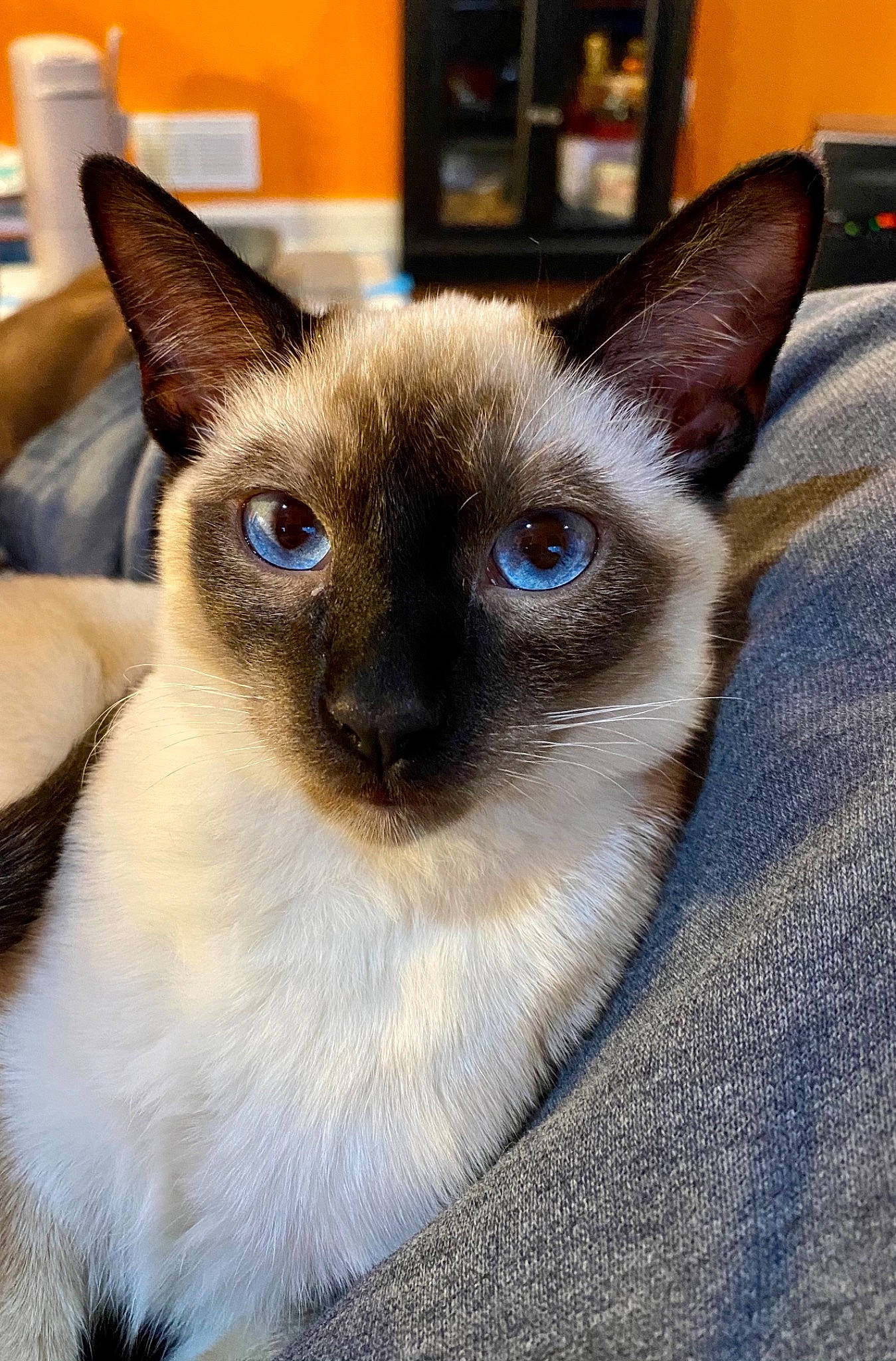 Skye is registered to the contest to win money with this photo: carnivore, cat, close_up, electric_blue, fawn, felidae, fur, iris, siamese, small_to_medium_sized_cats, snout, whiskers