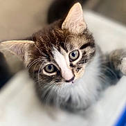 Misster is registered to the contest to win money with this photo: cat, kitten, pet, animal, fur, whiskers, eyes, cute, closeup, portrait, domestic_animal, feline, looking_up, young, tabby, indoor, soft_focus, adorable, small, curious
