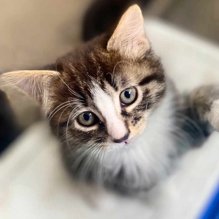 Misster is registered to the contest to win money with this photo: cat, kitten, pet, animal, fur, whiskers, eyes, cute, closeup, portrait, domestic_animal, feline, looking_up, young, tabby, indoor, soft_focus, adorable, small, curious