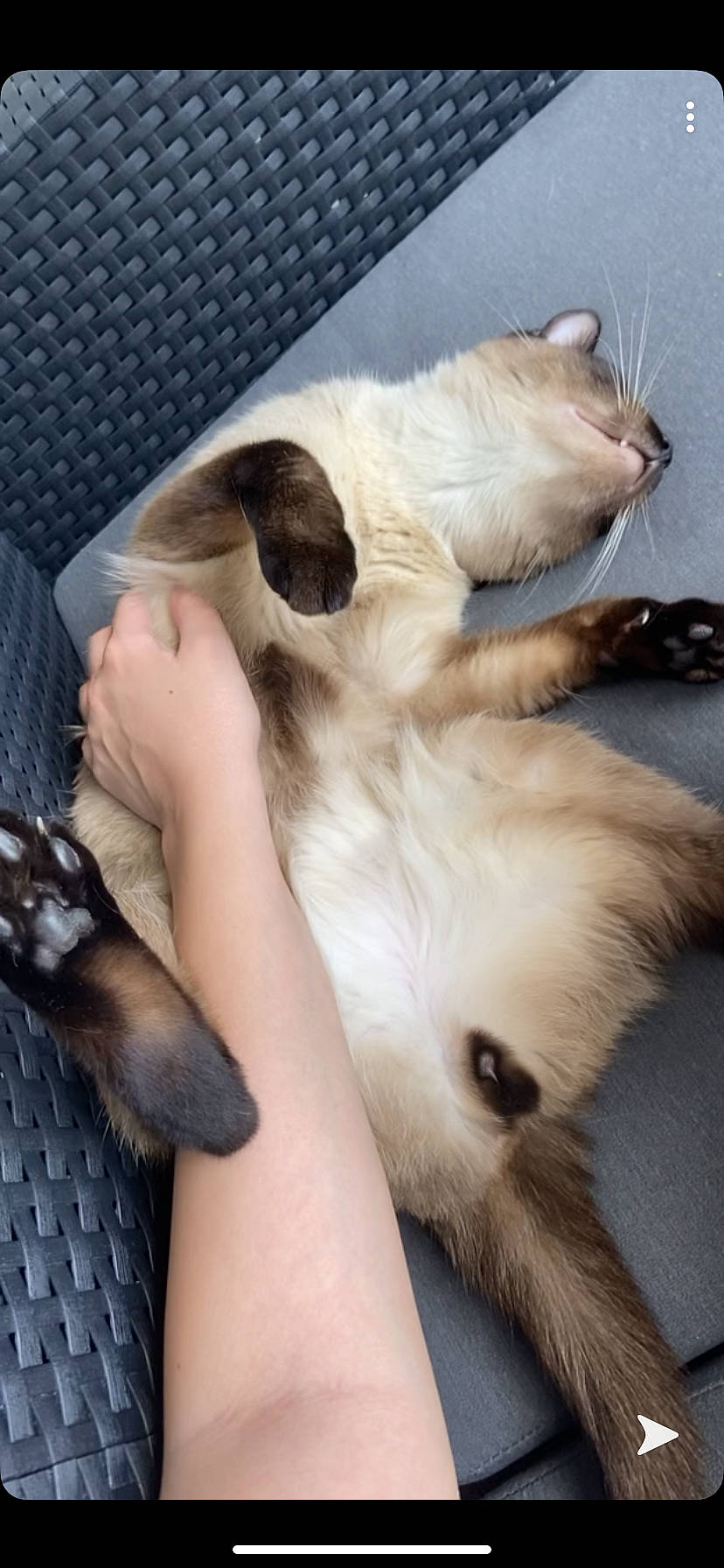 Ninho participe au concours pour gagner de l'argent avec cette photo : balinese, birman, carnivore, cat, claw, dog_breed, domestic_long_haired_cat, fawn, felidae, fur, kitten, ragdoll, small_to_medium_sized_cats, tail, thai, whiskers