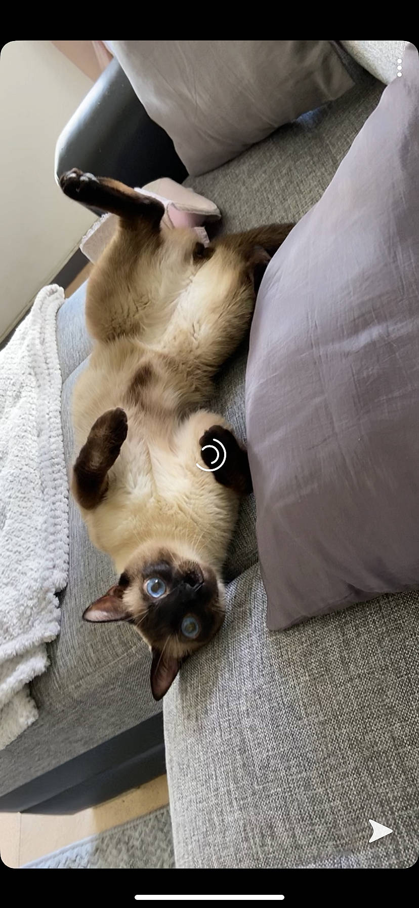 Ninho a rejoint le concours — aidez-le/la à gagner de superbes lots ! balinese, birman, carnivore, cat, fawn, felidae, himalayan, javanese, kitten, mammal, paw, ragdoll, siamese, small_to_medium_sized_cats, snout, snowshoe, thai, tonkinese, whiskers