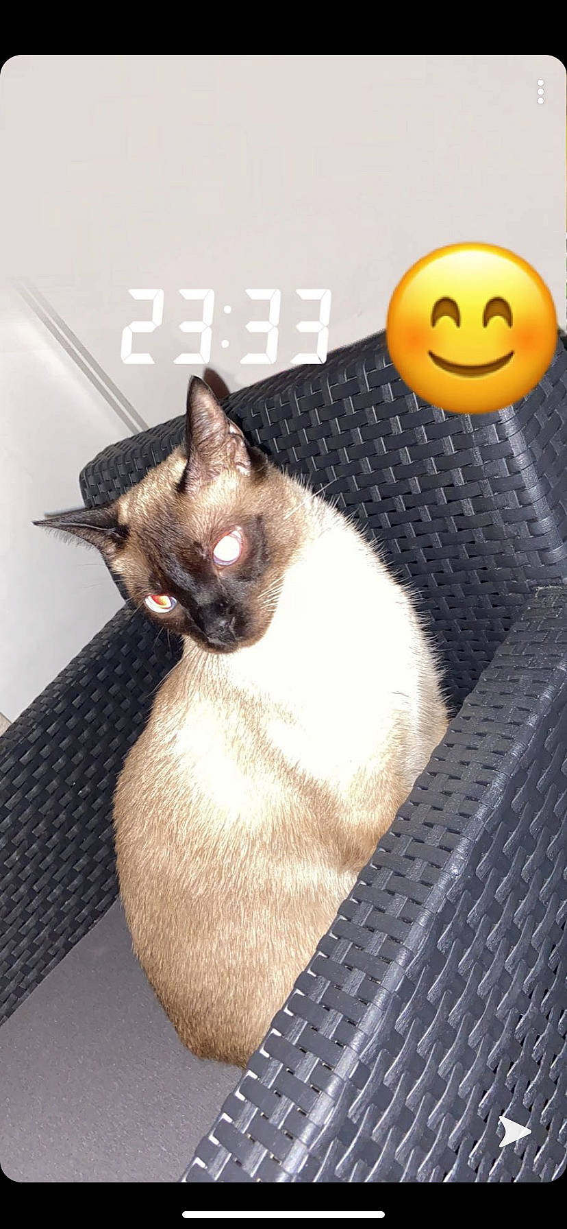 Ninho a rejoint le concours — aidez-le/la à gagner de superbes lots ! asian, black_cat, burmese, carnivore, cat, eye, fawn, felidae, photo_caption, siamese, small_to_medium_sized_cats, snout, thai, tonkinese, whiskers