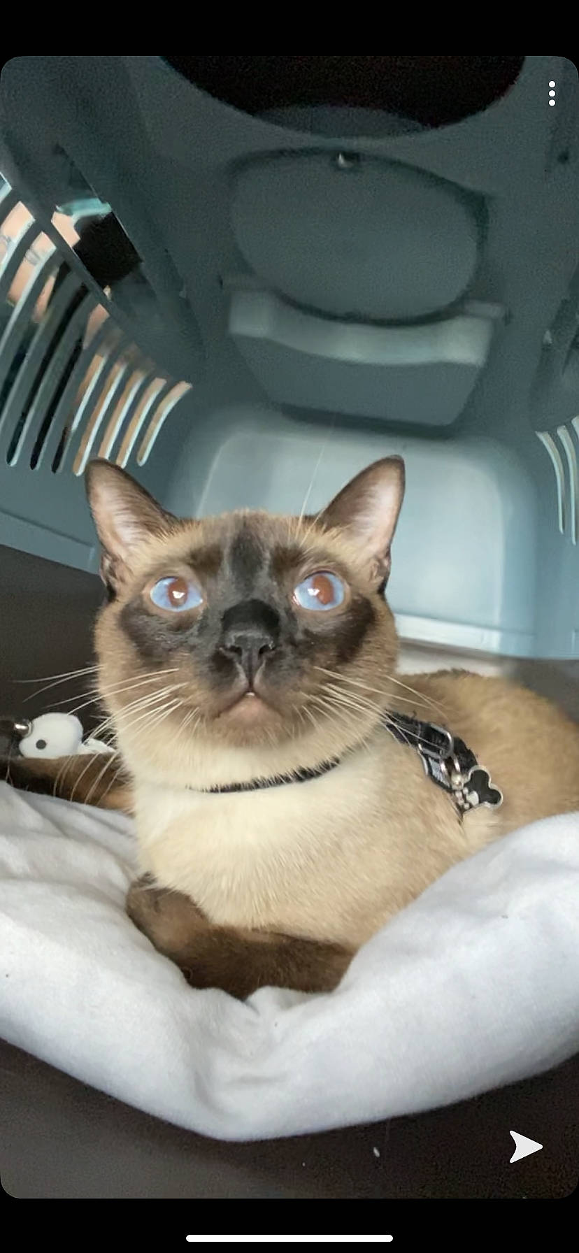 Ninho participe au concours pour gagner de l'argent avec cette photo : asian, burmese, carnivore, cat, colorpoint_shorthair, domestic_short_haired_cat, fawn, felidae, kitten, mammal, ojos_azules, photo_caption, siamese, singapura, small_to_medium_sized_cats, snout, thai, tonkinese, vertebrate, whiskers