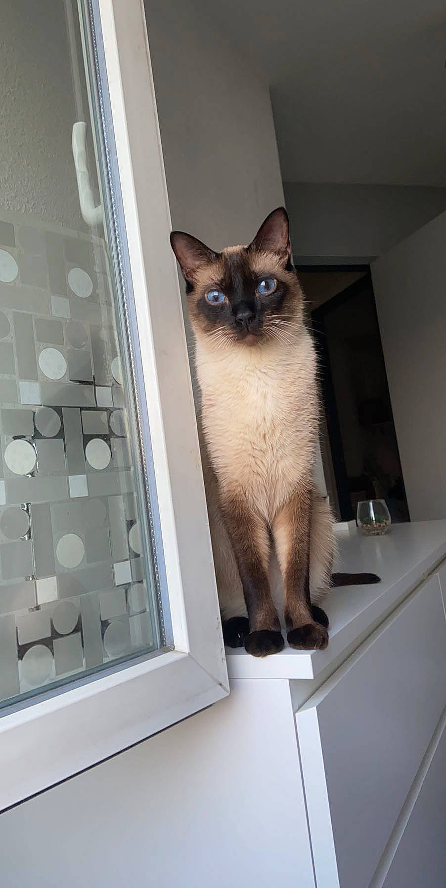 Ninho participe au concours pour gagner de l'argent avec cette photo : asian, balinese, birman, burmese, carnivore, cat, colorpoint_shorthair, domestic_short_haired_cat, door, fawn, felidae, kitten, ojos_azules, room, siamese, small_to_medium_sized_cats, thai, tonkinese, whiskers, window