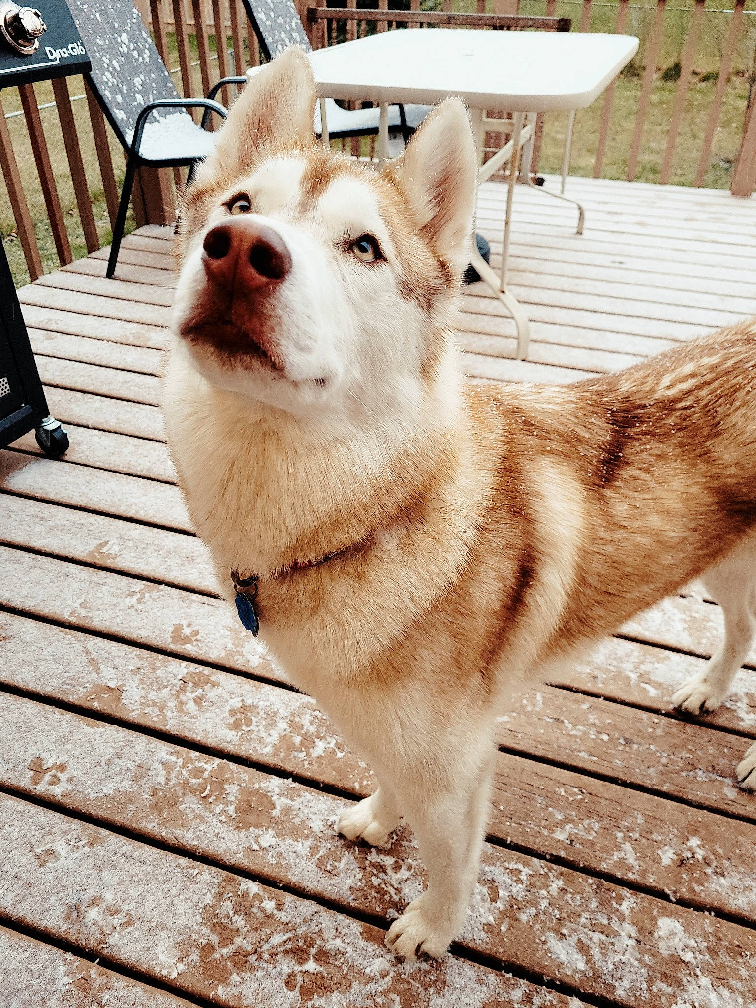 Frodo is registered to the contest to win money with this photo: carnivore, collar, companion_dog, dog, dog_breed, dog_collar, fawn, flooring, fur, line, metal, outdoor_furniture, pet_supply, sled_dog, snout, sporting_group, tail, whiskers, wood, working_animal