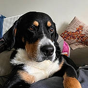 Pirate participe au concours pour gagner de l'argent avec cette photo : black_fur, black_nose, brown_eyes, chest, close_up, couch, cozy, cushion, dog, floppy_ears, indoor, lying_down, paws, portrait, sitting, sofa, tan_markings, tricolor_dog, whiskers, white_fur
