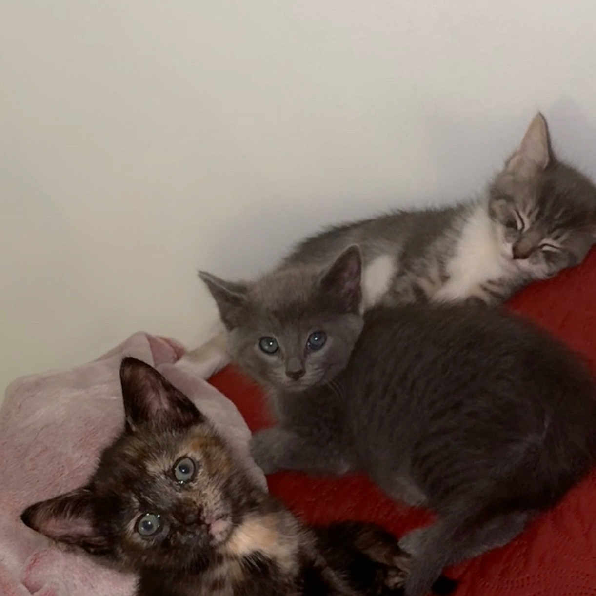 Bleu Babies joined the competition — help win amazing prizes! animal, blanket, cat, cozy, curious, cute, domestic, ears, eyes, feline, fur, indoor, kitten, pet, resting, sleeping, soft, texture, whiskers, young