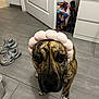 dog, brindle, headband, pink, flower, indoor, floor, tile, shoes, door, cabinet, pet, animal, looking_up, cute, expression, fur, ears, paws, companion
