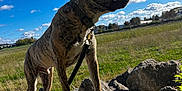 Oslow participe au concours pour gagner de l'argent avec cette photo : dog, brindle, rock, outdoor, sky, cloud, grass, field, collar, leash, sunlight, nature, pet, animal, canine, daytime, alert, standing, landscape, scenery