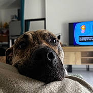 Oslow participe au concours pour gagner de l'argent avec cette photo : dog, close_up, nose, indoor, living_room, couch, blurred_background, pet, animal, resting, canine, fur, snout, domestic_animal, relaxed, home, comfort, television, furniture, soft_surface
