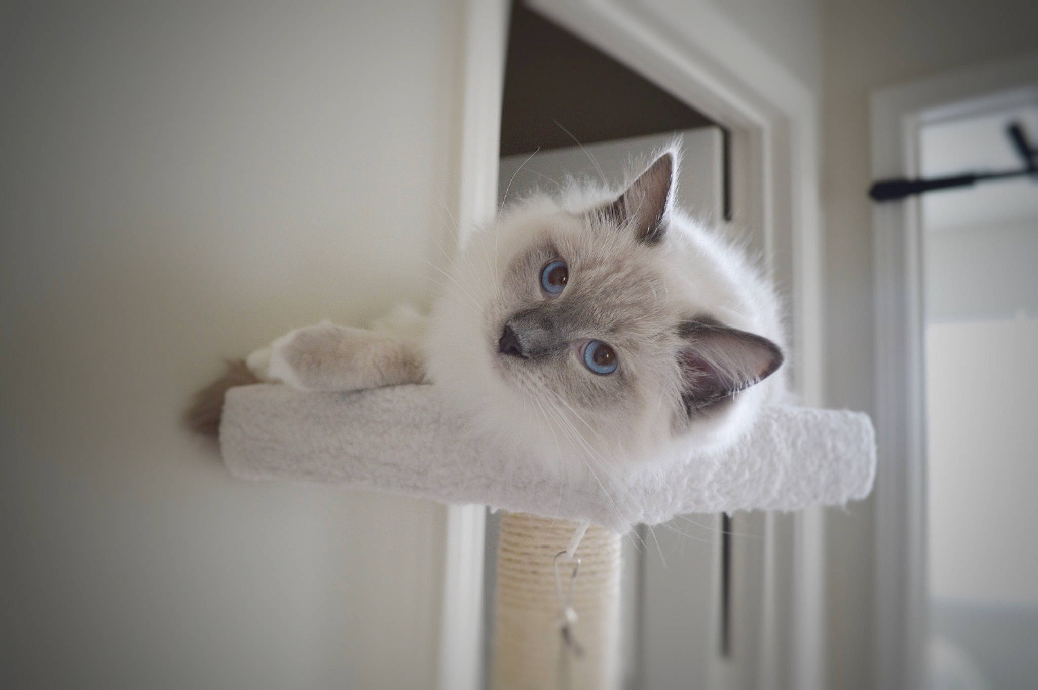 Bella joined the competition — help win amazing prizes! balinese, birman, british_longhair, british_semi_longhair, british_shorthair, carnivore, cat, eye, fawn, felidae, fur, himalayan, kitten, mammal, ojos_azules, ragdoll, small_to_medium_sized_cats, turkish_van, whiskers
