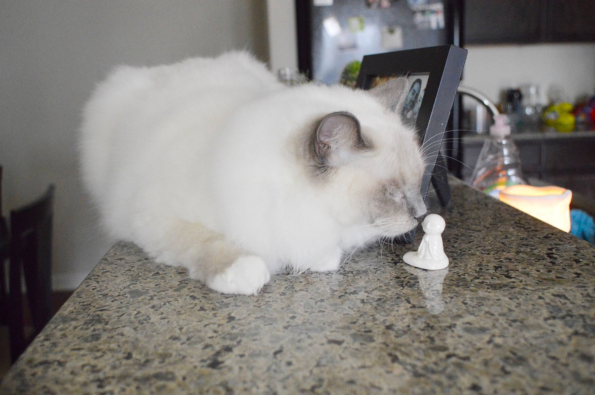 Bella joined the competition — help win amazing prizes! birman, carnivore, cat, domestic_long_haired_cat, fawn, felidae, fur, himalayan, mammal, persian, ragdoll, small_to_medium_sized_cats, whiskers