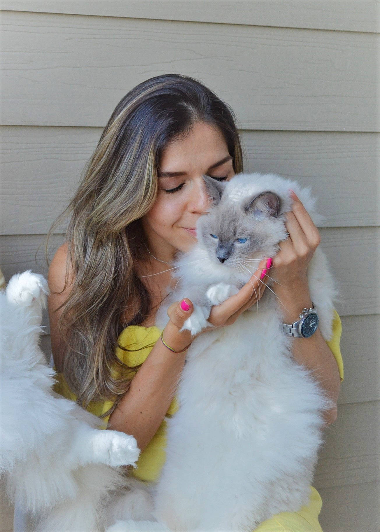 Bella is registered to the contest to win money with this photo: american_curl, birman, canidae, carnivore, cat, companion_dog, felidae, fur, ragdoll