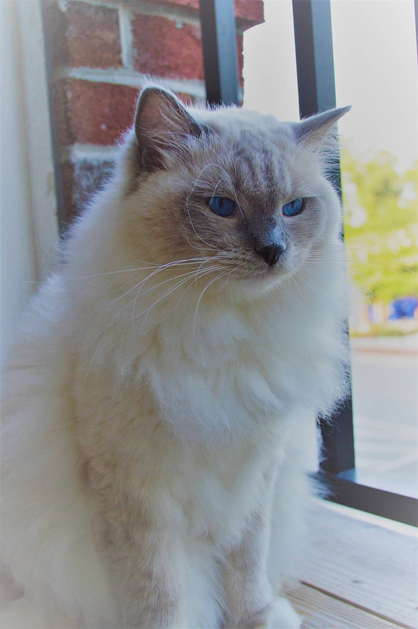 Bella joined the competition — help win amazing prizes! asian_semi_longhair, balinese, birman, british_semi_longhair, carnivore, cat, domestic_long_haired_cat, eye, felidae, himalayan, kitten, mammal, ojos_azules, ragamuffin, ragdoll, small_to_medium_sized_cats, turkish_angora, turkish_van, vertebrate, whiskers